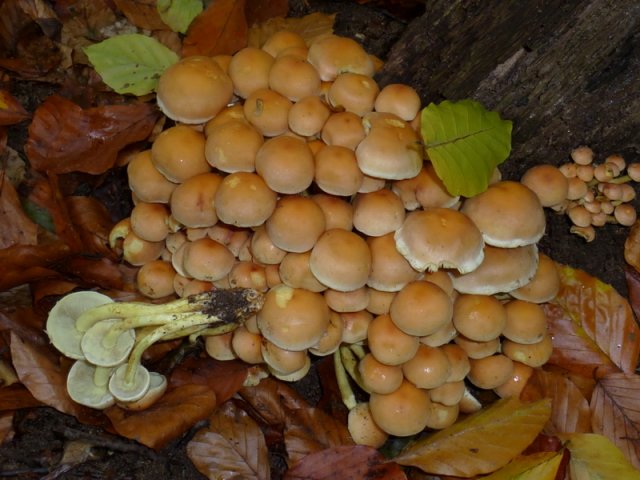 Hypholoma fasciculare, Grünblättriger Schwefelkopf
